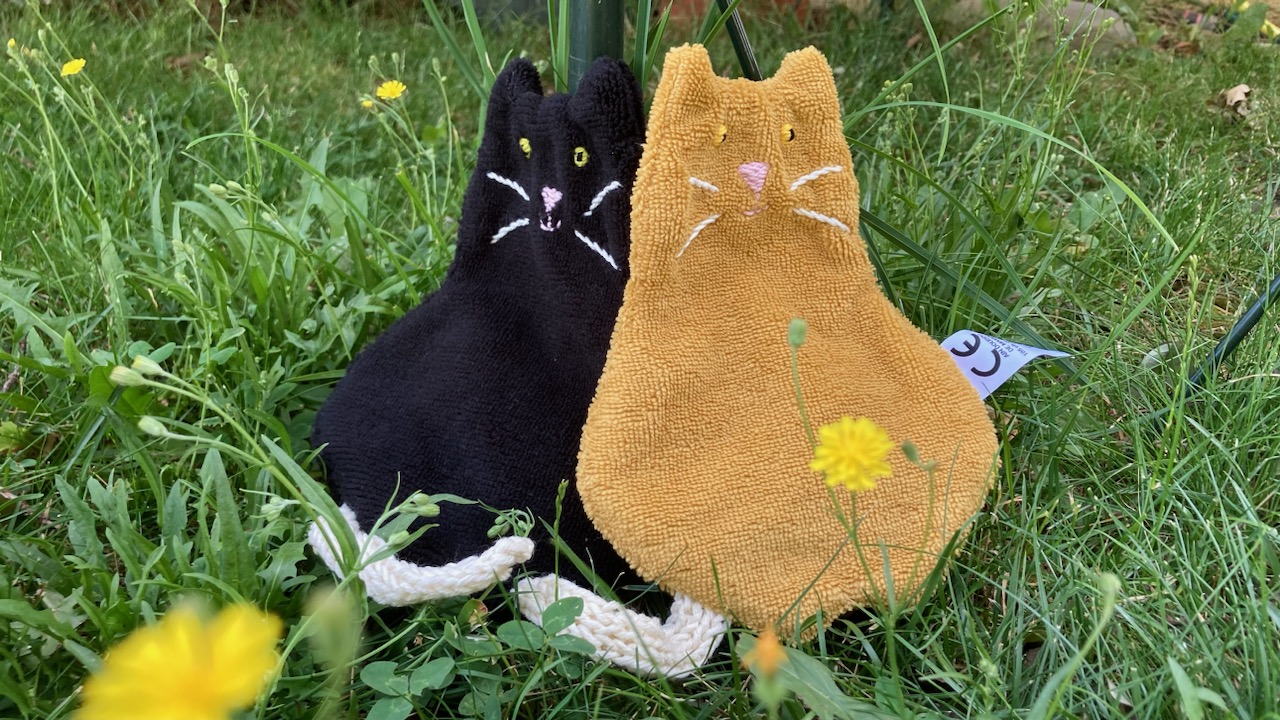chats-ain-doudou-de-mamou