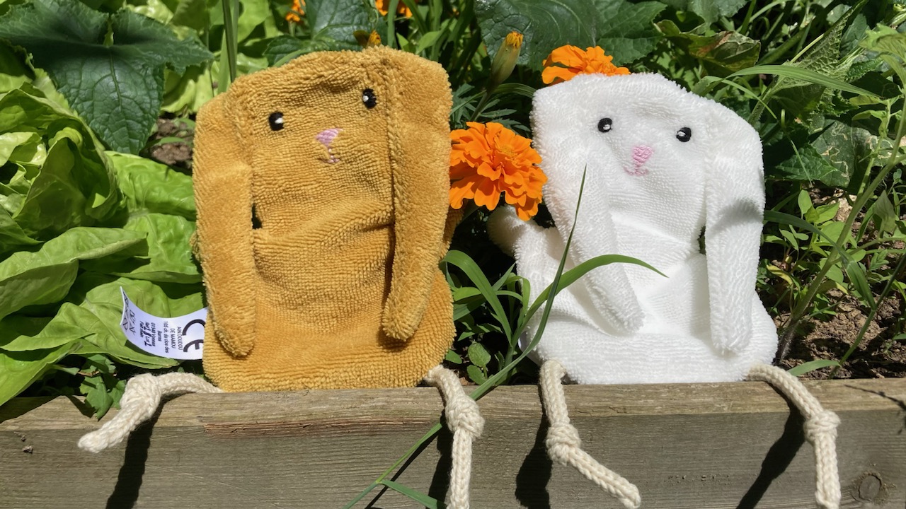 lapins-ain-doudou-de-mamou