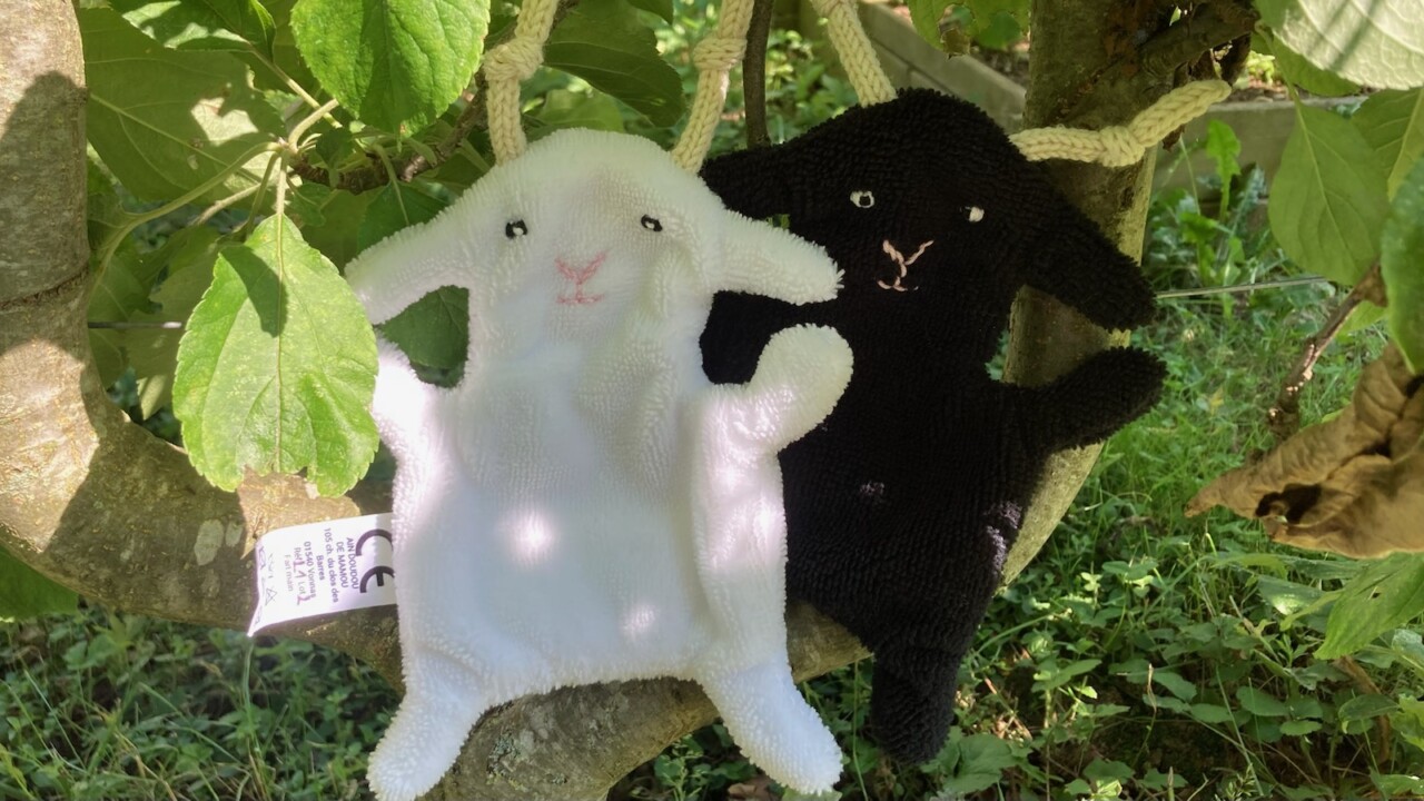 moutons-ain-doudou-de-mamou