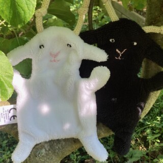 moutons-ain-doudou-de-mamou