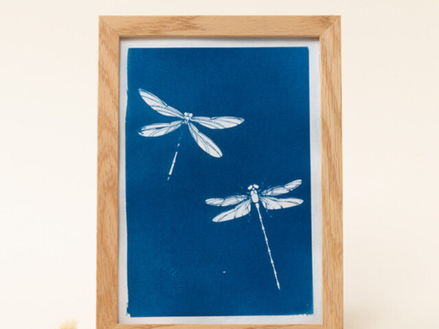 1 LILIBELLULE illustrationsLibellule lili-bellule - YUKON – Cadre Bois