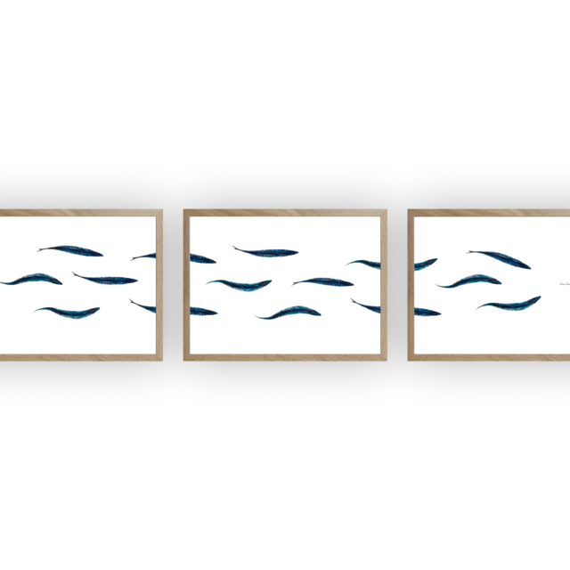 varek.illustrations - Triptyque : Les maquereaux vus du ciel
