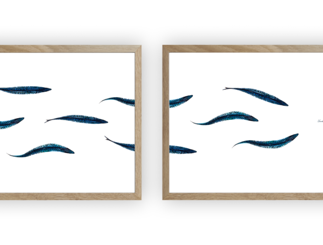 varek.illustrations - Triptyque : Les maquereaux vus du ciel