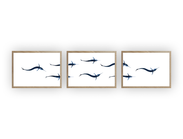 varek.illustrations - Triptyque : Les marlins vus du ciel