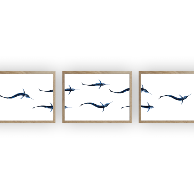 varek.illustrations - Triptyque : Les marlins vus du ciel
