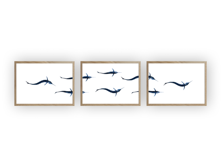 varek.illustrations - Triptyque : Les marlins vus du ciel