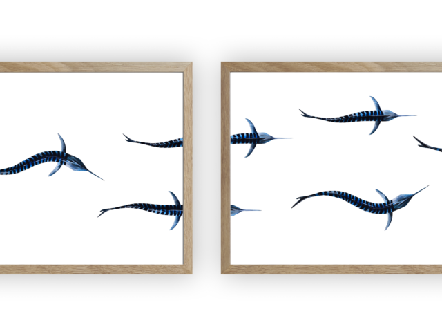 varek.illustrations - Triptyque : Les marlins vus du ciel