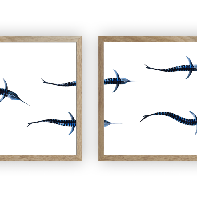 varek.illustrations - Triptyque : Les marlins vus du ciel