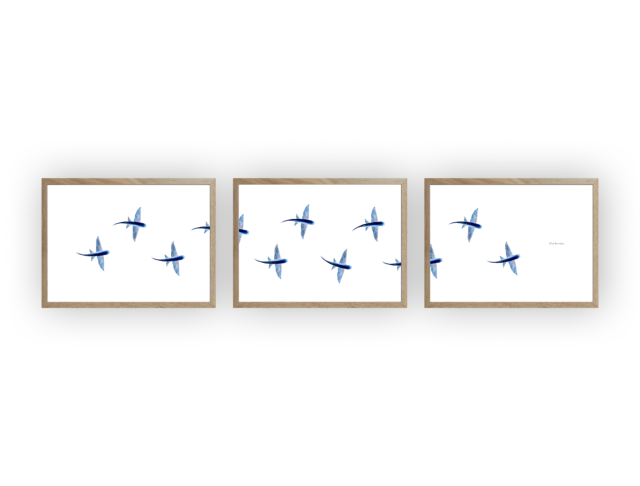 varek.illustrations - Triptyque : Les poissons volants vus du ciel