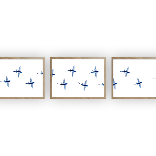 varek.illustrations - Triptyque : Les poissons volants vus du ciel