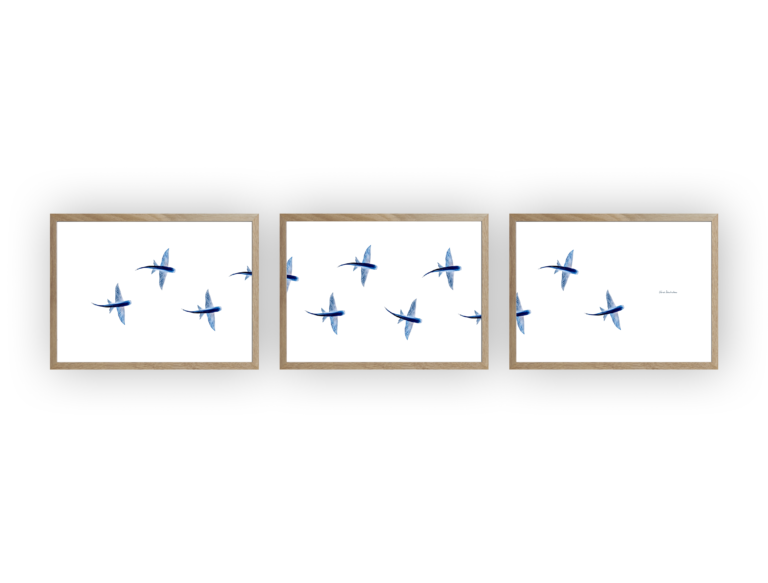 varek.illustrations - Triptyque : Les poissons volants vus du ciel