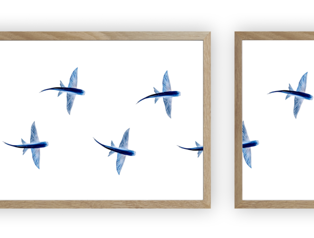 varek.illustrations - Triptyque : Les poissons volants vus du ciel