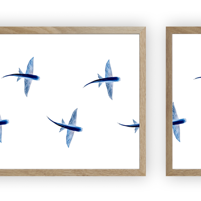 varek.illustrations - Triptyque : Les poissons volants vus du ciel