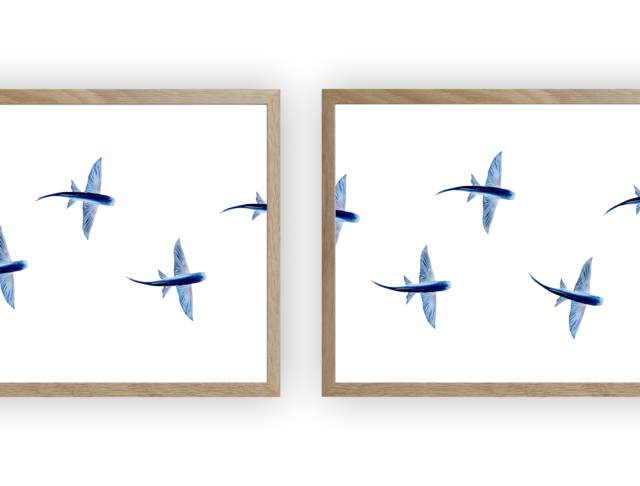 varek.illustrations - Triptyque : Les poissons volants vus du ciel