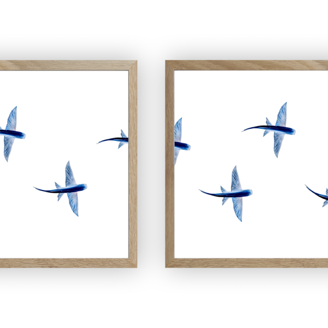 varek.illustrations - Triptyque : Les poissons volants vus du ciel