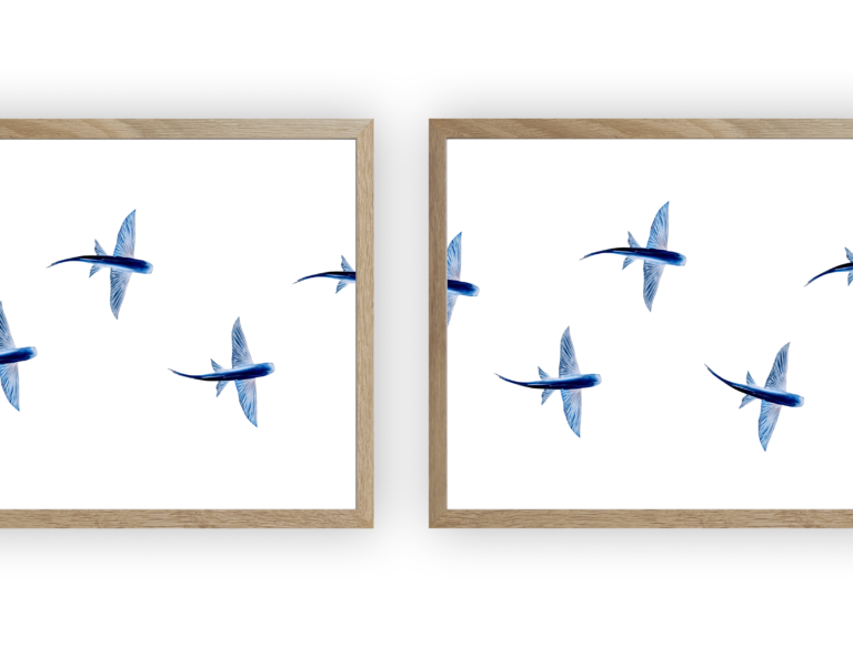 varek.illustrations - Triptyque : Les poissons volants vus du ciel