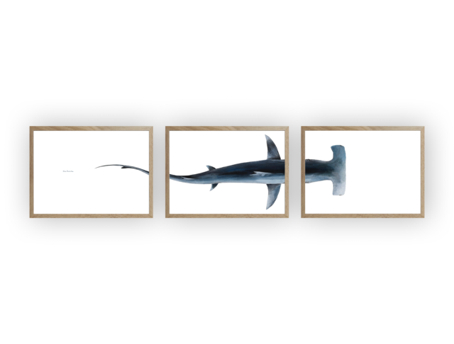 varek.illustrations - Triptyque : Le requin marteau vus du ciel