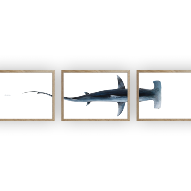 varek.illustrations - Triptyque : Le requin marteau vus du ciel