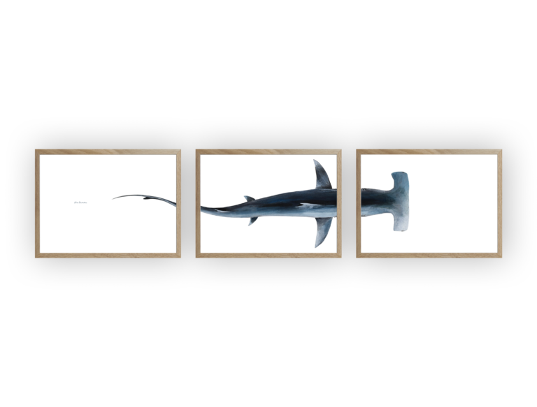 varek.illustrations - Triptyque : Le requin marteau vus du ciel