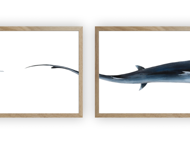 varek.illustrations - Triptyque : Le requin marteau vus du ciel
