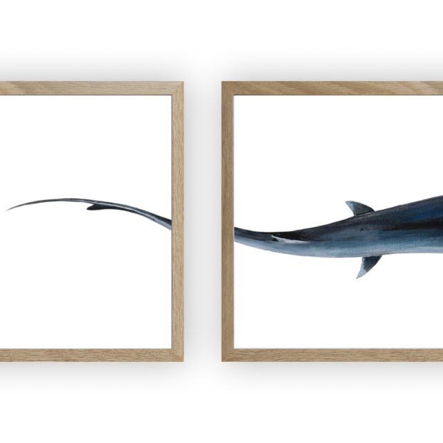 varek.illustrations - Triptyque : Le requin marteau vus du ciel