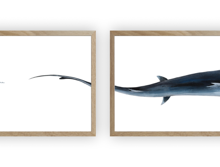 varek.illustrations - Triptyque : Le requin marteau vus du ciel