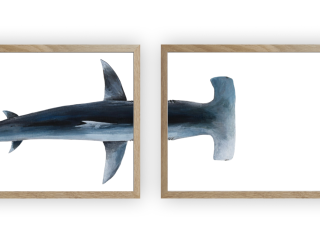 varek.illustrations - Triptyque : Le requin marteau vus du ciel