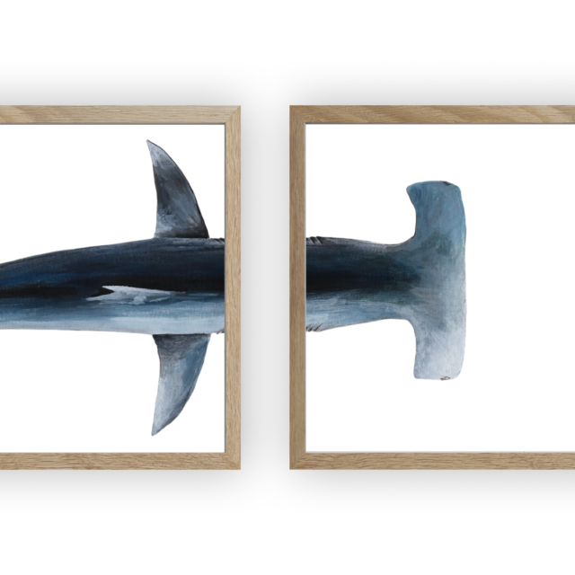 varek.illustrations - Triptyque : Le requin marteau vus du ciel