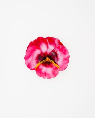 Ciléa Paris - Broche Pensée viola