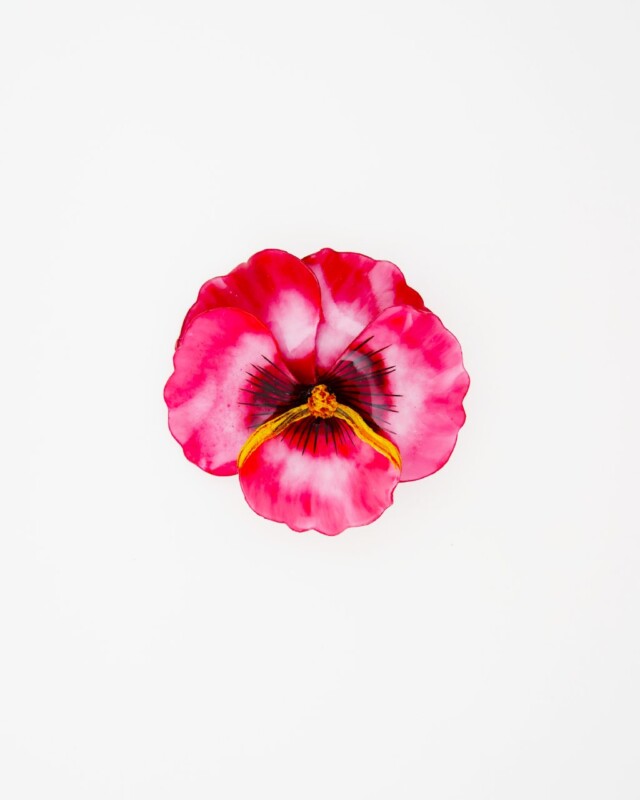 Ciléa Paris - Broche Pensée viola
