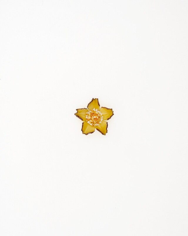 Ciléa Bijoux - Pendentif Tuba - Mini – Citron / Je veux la chaîne