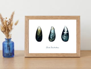 Varek Illustrations - Affiche Les Moules : Petit format encadré (A10)