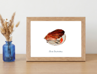 Varek Illustrations - Affiche La Coquille Saint Jacques : Petit format encadré (A10)