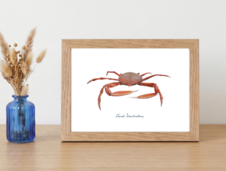 Varek Illustrations - Affiche LAraignée De Mer : Petit format encadré (A10)
