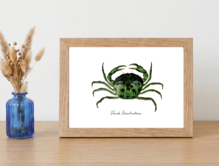 Varek Illustrations - Affiche Le Crabe Vert: Petit format encadré (A10)