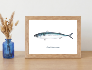 Varek Illustrations - Affiche Le Maquereau : Petit format encadré (A10)