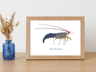 Varek Illustrations - Affiche La Langouste : Petit format encadré (A10)