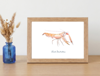 Varek Illustrations - Affiche La Langoustine : Petit format encadré (A10)
