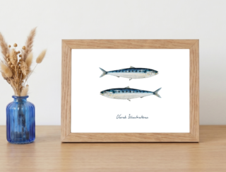 Varek Illustrations - Affiche Les Sardines : Petit format encadré (A10)