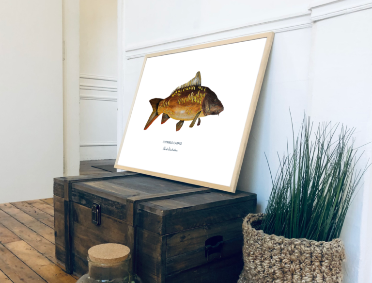 varek.illustrations - Affiche La Carpe – 50 x 70 cm / Avec Cadre en Chêne