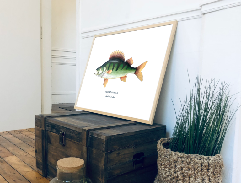varek.illustrations - Affiche La Perche – 50 x 70 cm / Avec Cadre en chêne