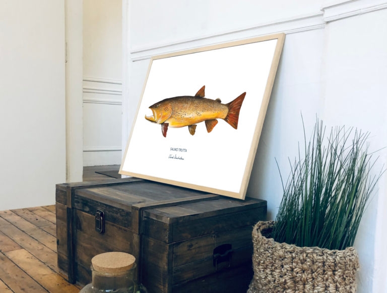 varek.illustrations - Affiche La Truite Fario – 50 x 70 cm / Avec Cadre en Chêne