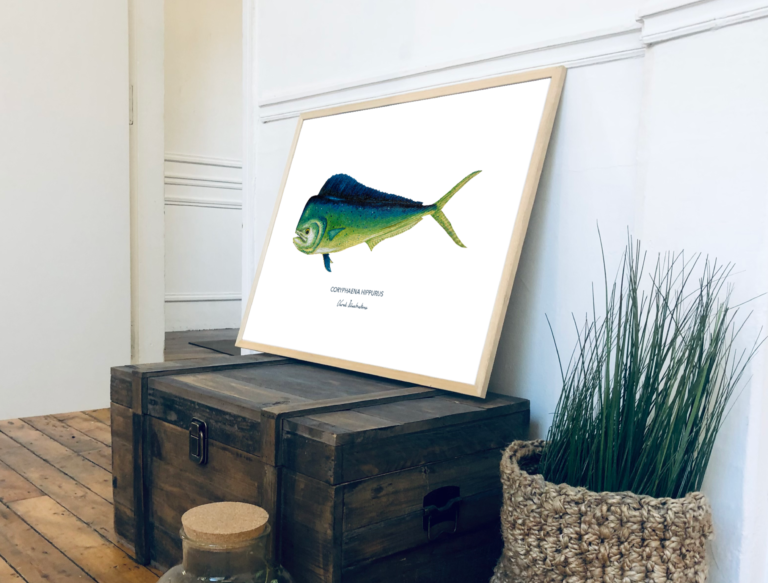 varek.illustrations - Affiche Le Mahi Mahi – 50 x 70 cm / Avec Cadre en Chêne