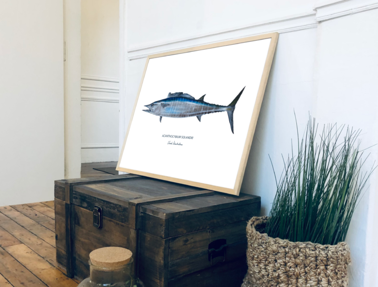 varek.illustrations - Affiche Le Wahoo – 50 x 70 cm / Avec Cadre en Chêne