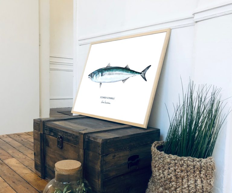 varek.illustrations - Affiche Le Maquereau – 50 x 70 cm / Avec cadre en chêne